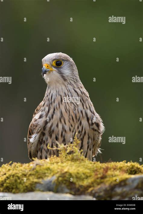 Female Common Kestrel Falco Tinnunculus United Kingdom Stock Photo