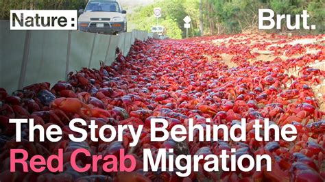 The Story Behind The Red Crab Migration On Christmas Island Youtube