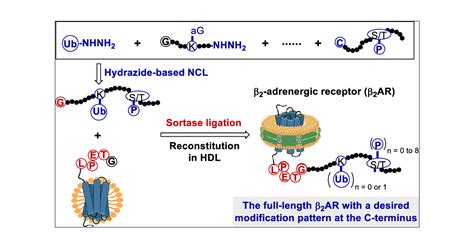 Chemical Synthesis Of A Full Length G Protein Coupled Receptor β2