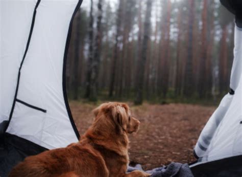 Acampar Con Perros