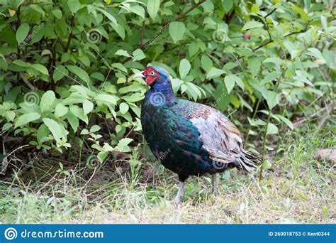 Wild Male Phesant in the Field Stock Image - Image of beak, nature ...