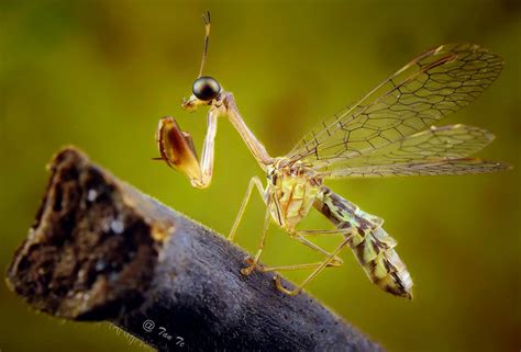 Mantis Fly Mother Nature Nature Animals