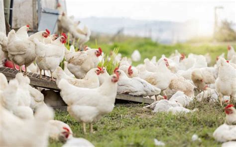 Poultry Farm Income Per Month In India Profit Calculation And Income