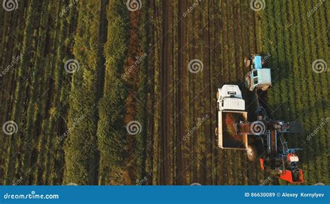 Zanahoria Que Cosecha En El Campo Del ` S Del Granjero Silueta Del