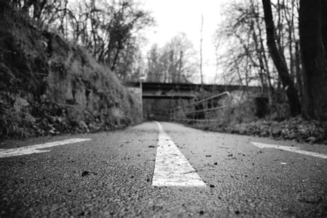 Premium Photo Surface Level Of Road Along Trees