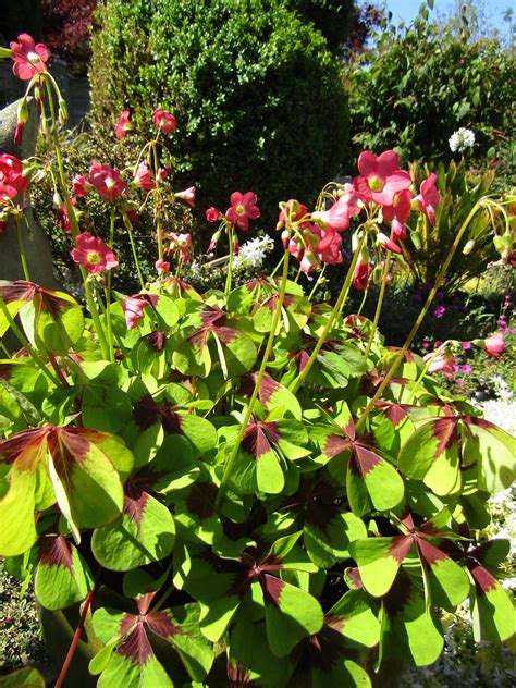 Oxalis Tetraphylla Iron Cross My Garden Leonora Ellie Enking