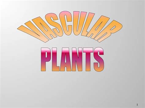 Ppt Vascular Plants Powerpoint Presentation Free Download Id150011