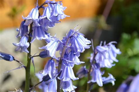 Bluebell Flower Purple - Free photo on Pixabay - Pixabay