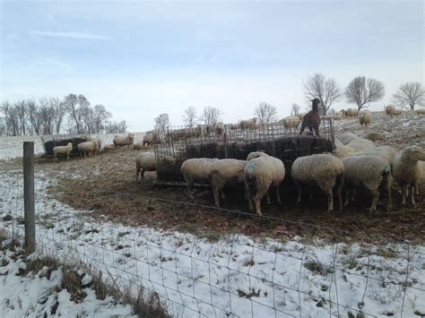 American Polypay Sheep Association