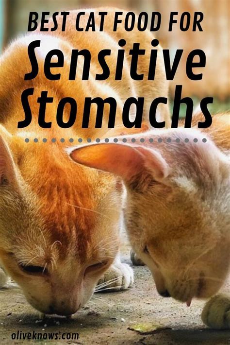 Best Cat Food For Sensitive Stomachs Your Cat Needs Oliveknows Best