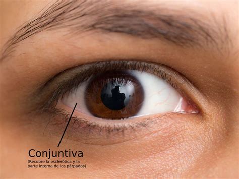 ¿qué Es La Conjuntiva Área Oftalmológica Avanzada