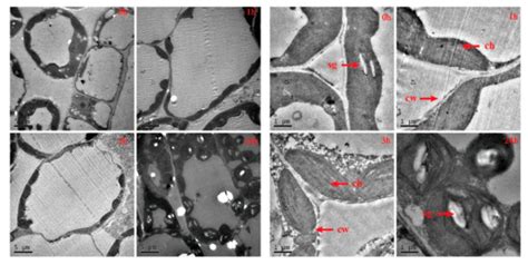 Ijms Free Full Text Transcriptome Profile Analysis Of Winter