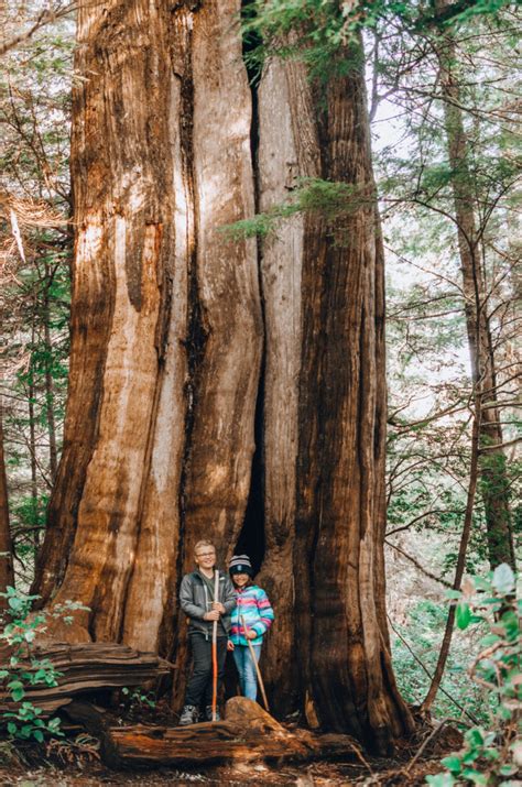 The Wild Pacific Trail in Ucluelet, BC - The Driftwoods Family