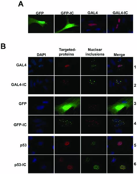 Intracellular Distribution Of Gfp Gfp Ic Gal Gal Ic And P P Ic