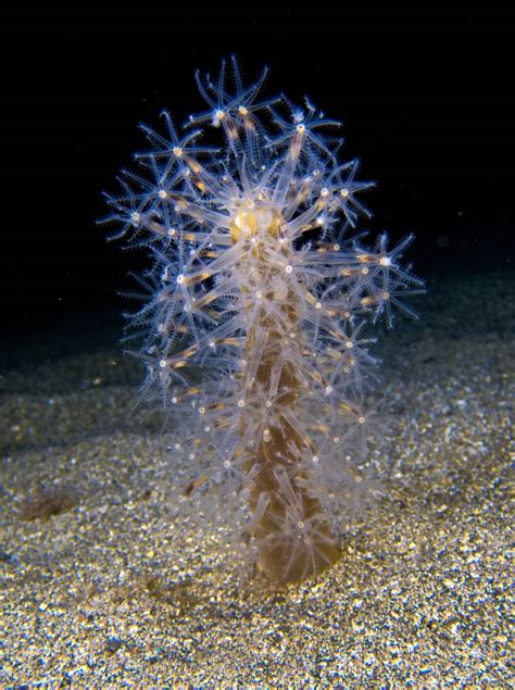 El Baile Nocturno Del Veretillum Cynomorium Secretos Submarinos De