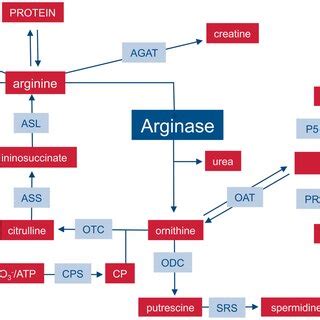 Important Pathways Of Mammalian Arginine Metabolism M And M