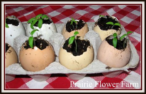 Tomato Seedlings Grow In Egg Shells And You Can Plant The Whole Thing