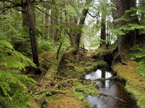 Temperate rainforest : r/wikipedia