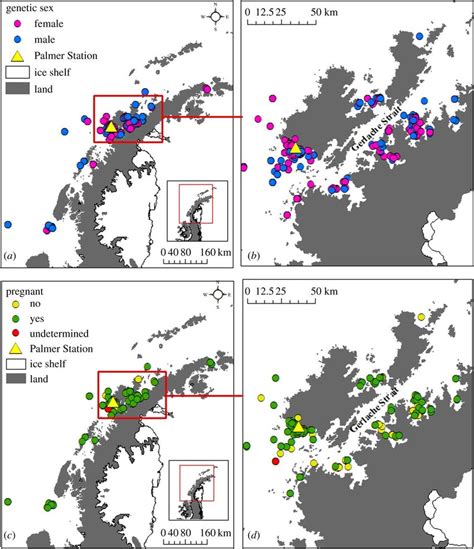 Genetic Sex Of Humpback Whales Sampled Along The Western Antarctic