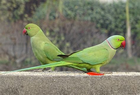 Parakeets