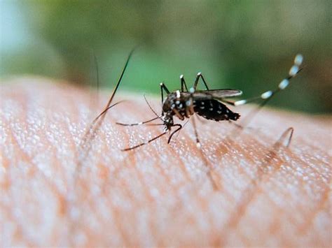 Alertan Ante Incremento De Casos De Dengue