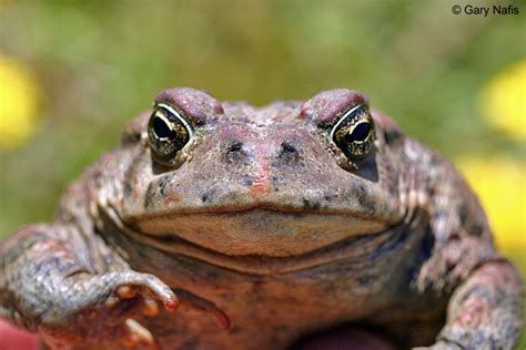 Bufo Boreas