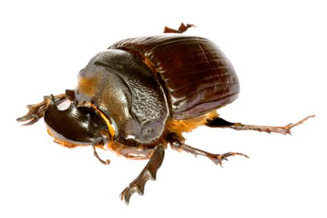 Dung Beetle Png Transparent Images Free Download Vector Files Pngtree