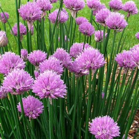 Allium Schoenoprasum Vente Ciboulette Aromatique