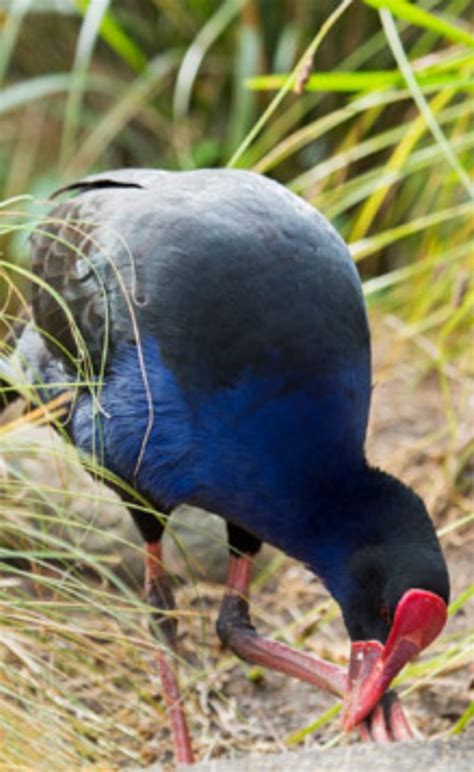 The Flightless Endemic Birds Of New Zealand Part 2 Chasing Dreams