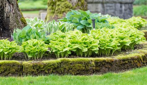 How To Protect Potted Plants In Winter