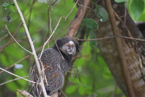 Callithrix Penicillata Mico Estrela Ou Sagui De Tufo Preto IGUi Ecologia