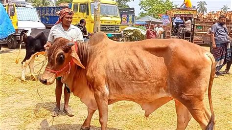 আজ ৬ জুন২৩ কি দামে চট্টগ্রামের ব্যবসায়ী মাংসের ওজন সহ বড় বড়