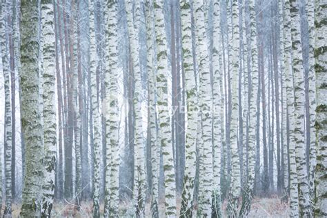 Frozen Birch Forest Landscape Early Winter Landscape With Frost On