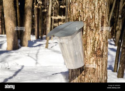 Metal Bucket For Collection Maple Sap For Maple Syrup At Springtime