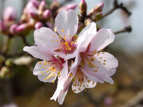 Gratis Foto Amandel Bloem Amandelboom In Bloei Gratis Afbeelding Op