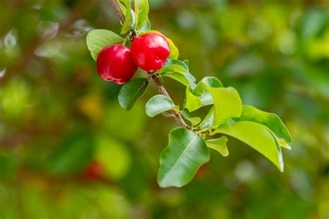 Premium Photo Acerola Malpighia Emarginata On The Tree