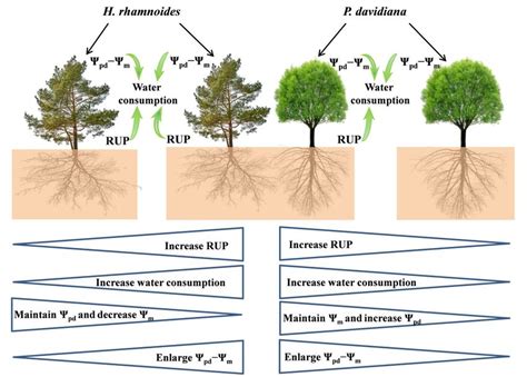 Schematic of rainwater uptake, leaf water potential gradient, and plant ...