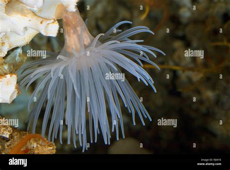 Seeanemone Protanthea Simplex Fotos Und Bildmaterial In Hoher