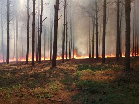 Incendio Forestal Consumió Una Zona De Pinar Primera Edición