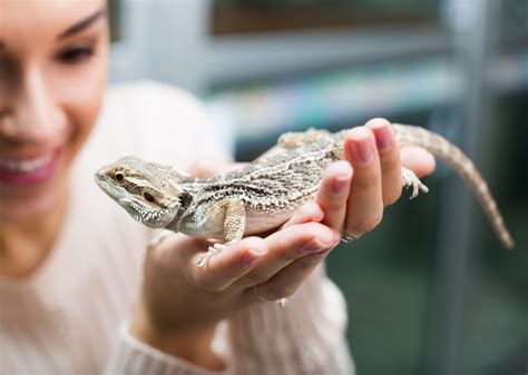 What Do Lizards Eat Jabberwock Reptiles