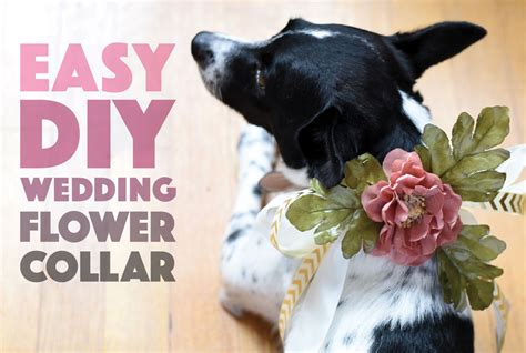 DIY Friendship Bracelet Collars For You and Your Dog - The Broke Dog