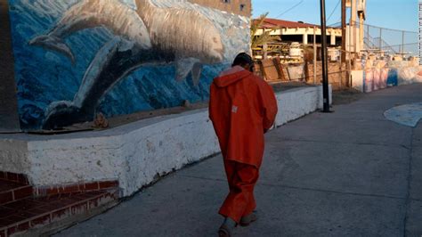 Se Necesita Cooperaci N Internacional Para Salvar A La Vaquita Marina