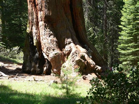General Grant Tree