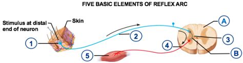 Five Basic Elements Of Reflex Arc Diagram Quizlet