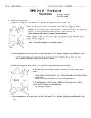 NPB 101D Worksheet 9 Answers Metabolism Pdf Jessica Fung Name 9