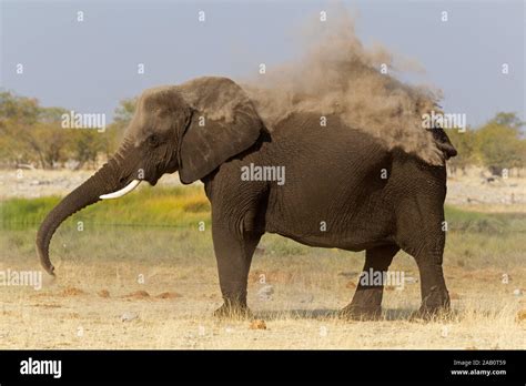 Afrikanischer Elefant Loxodonta Africana African Bush Elephant