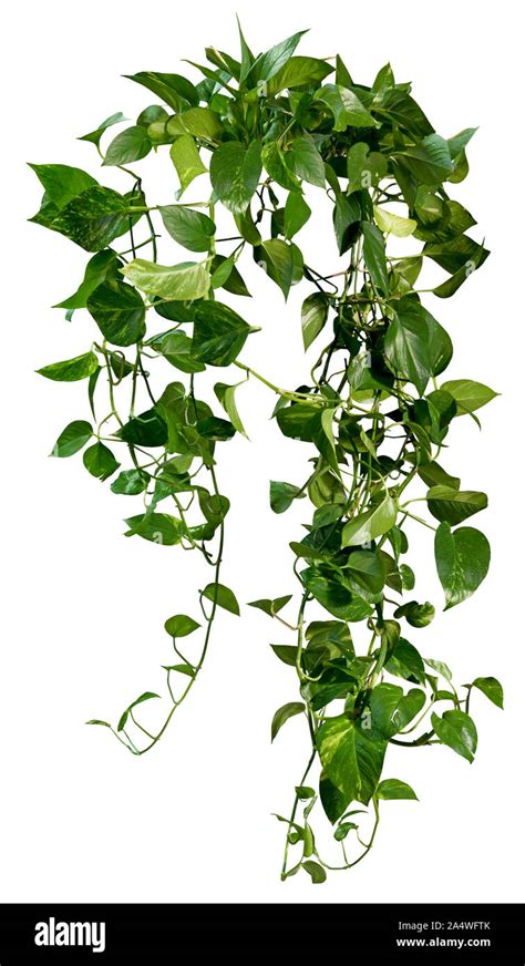 Cutout Jungle Vine Ivy With Green Foliage Climbing Plant Isolated On