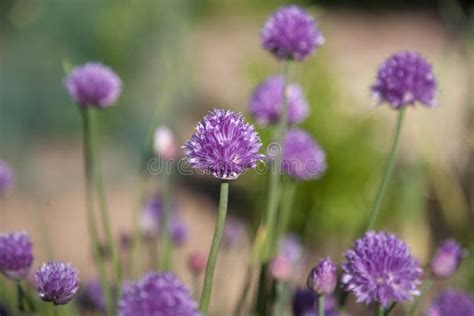 Purple Pom Pom Chive Flowers Stock Photo Image Of Blossom Garden