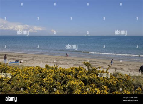 Studland Bay And Flowers Hi Res Stock Photography And Images Alamy