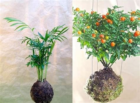 A Tu Bola Kokedamas Kokedama Ikebana Google Balls Plant Pots